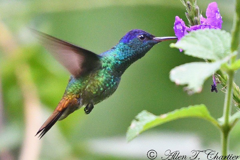 Golden-tailed Sapphire - Allen Chartier