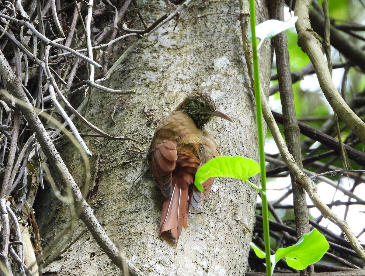 Montane Woodcreeper - ML407376901