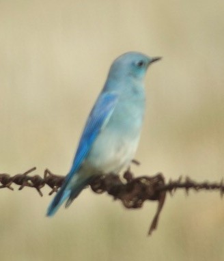 Mountain Bluebird - ML40737761