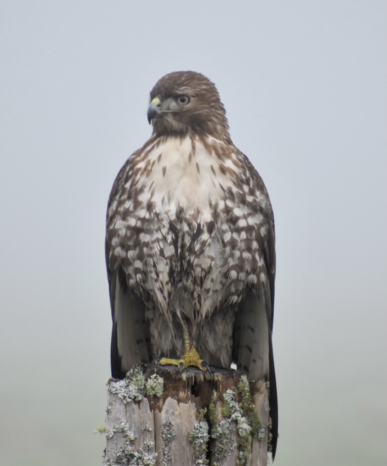 Red-tailed Hawk - ML407378601