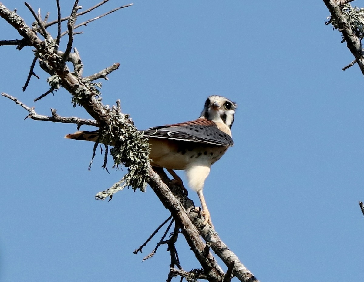 American Kestrel - ML407378821