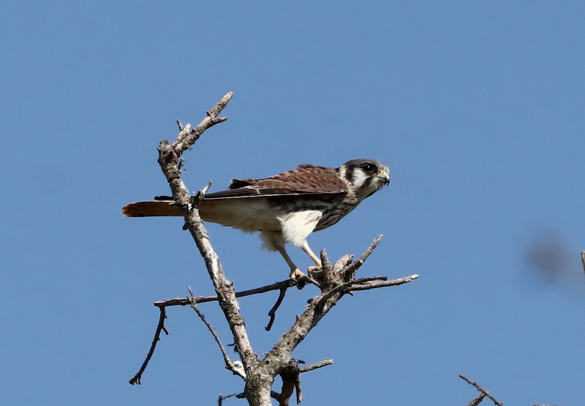 American Kestrel - ML407378901