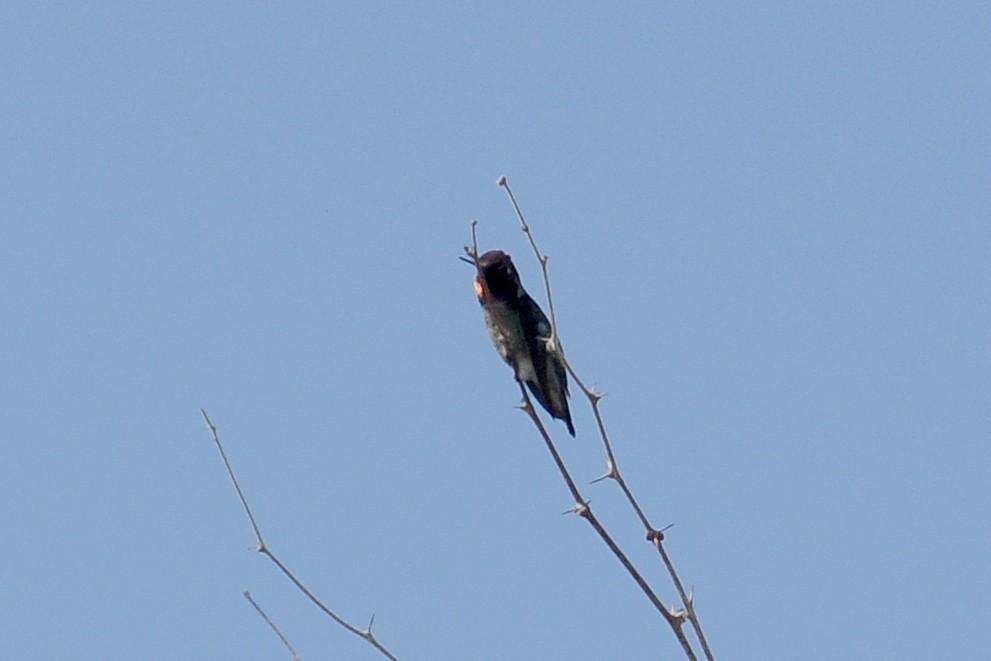 Anna's Hummingbird - John Doty