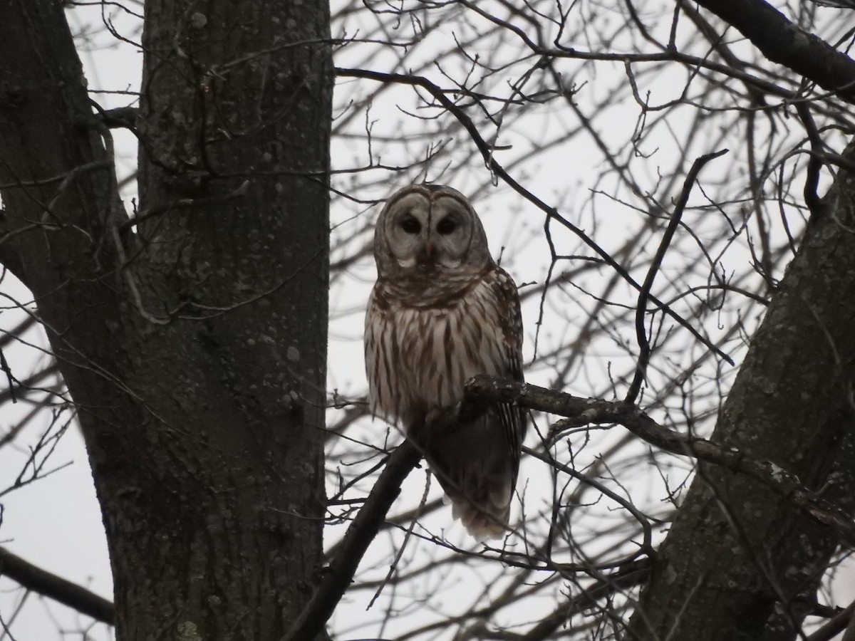 Barred Owl - ML407381371