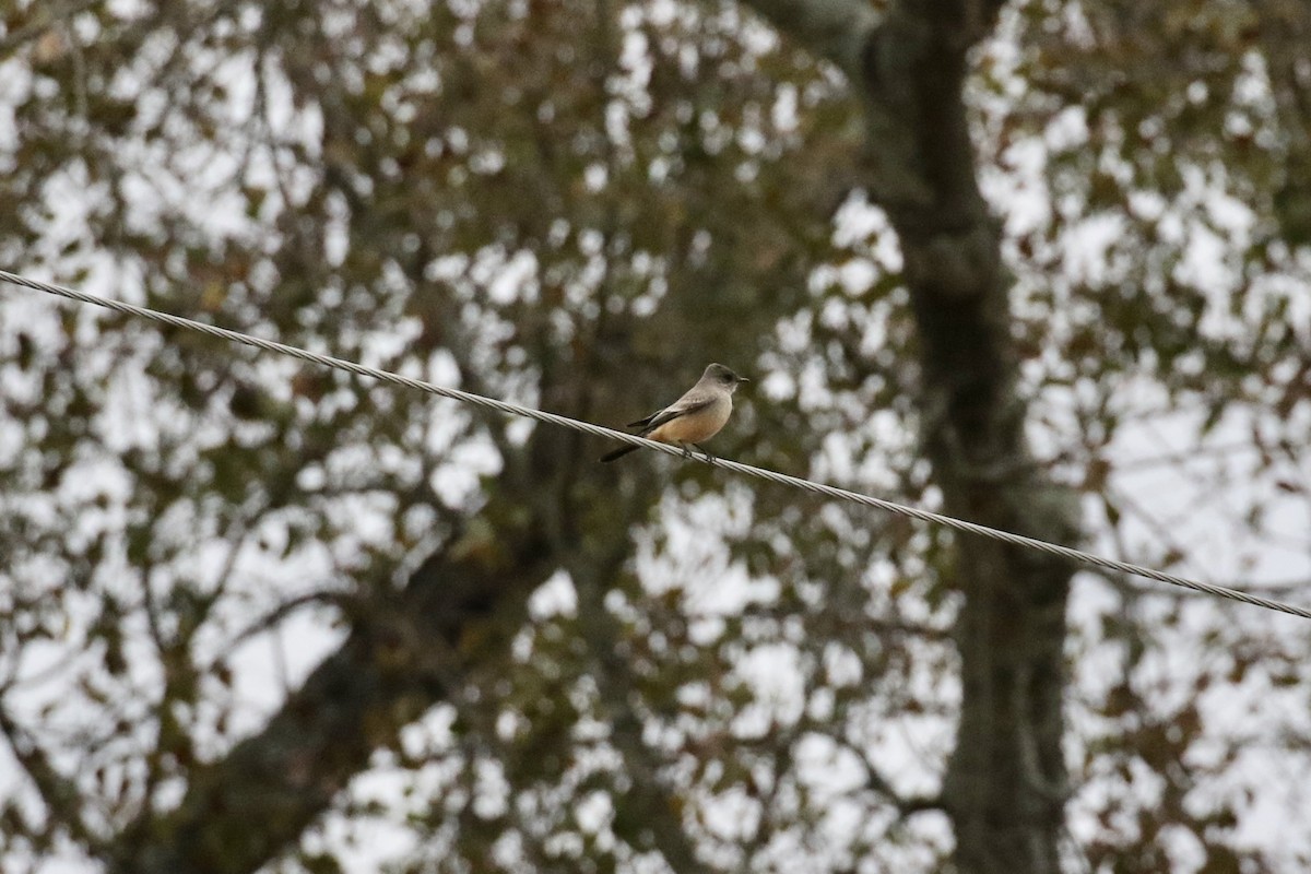 Say's Phoebe - ML407381441