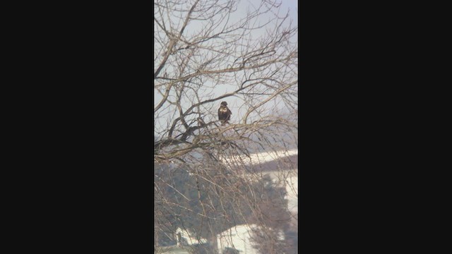 Red-tailed Hawk (Harlan's) - ML407381551