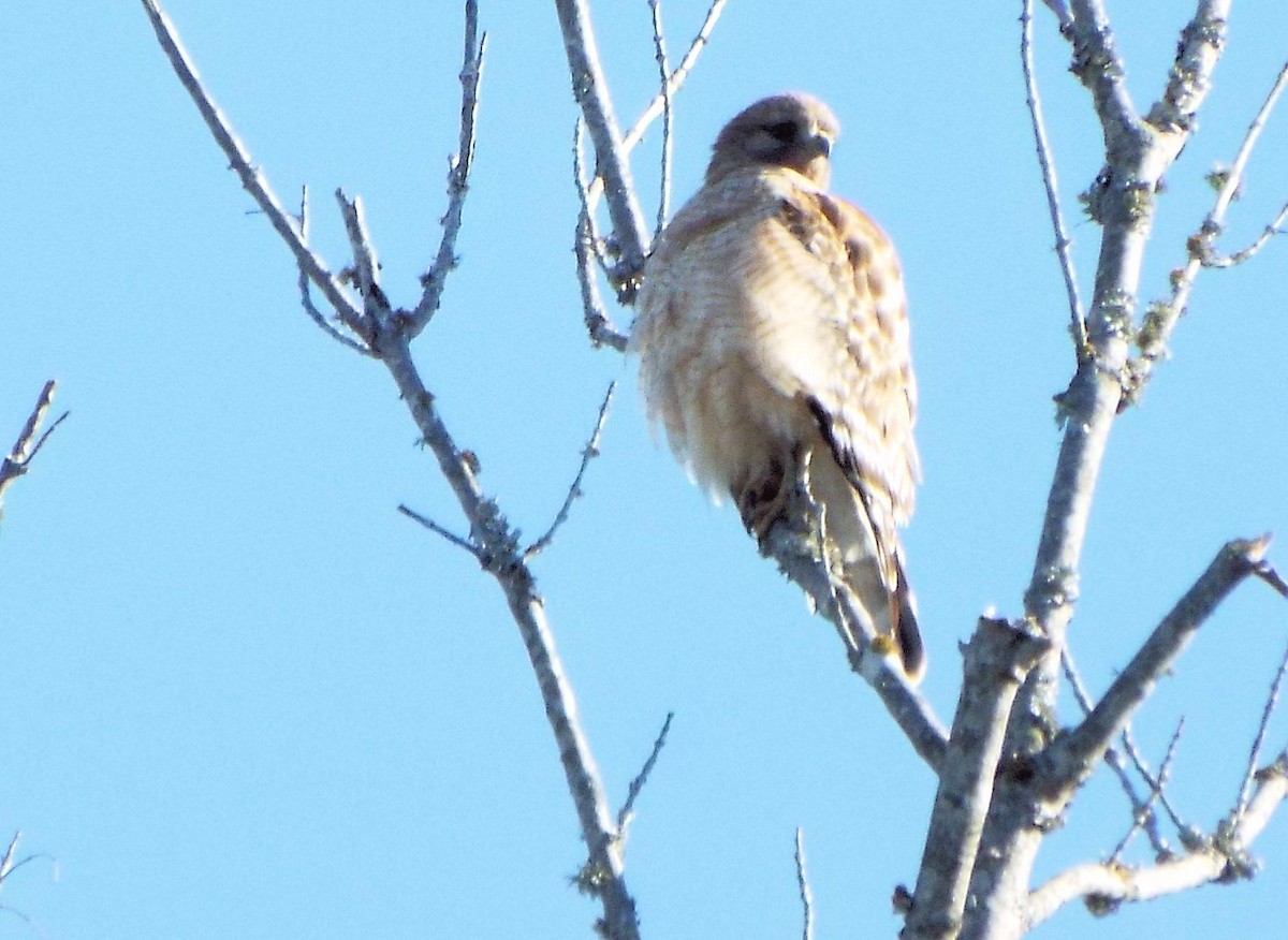 Red-shouldered Hawk - ML407382901