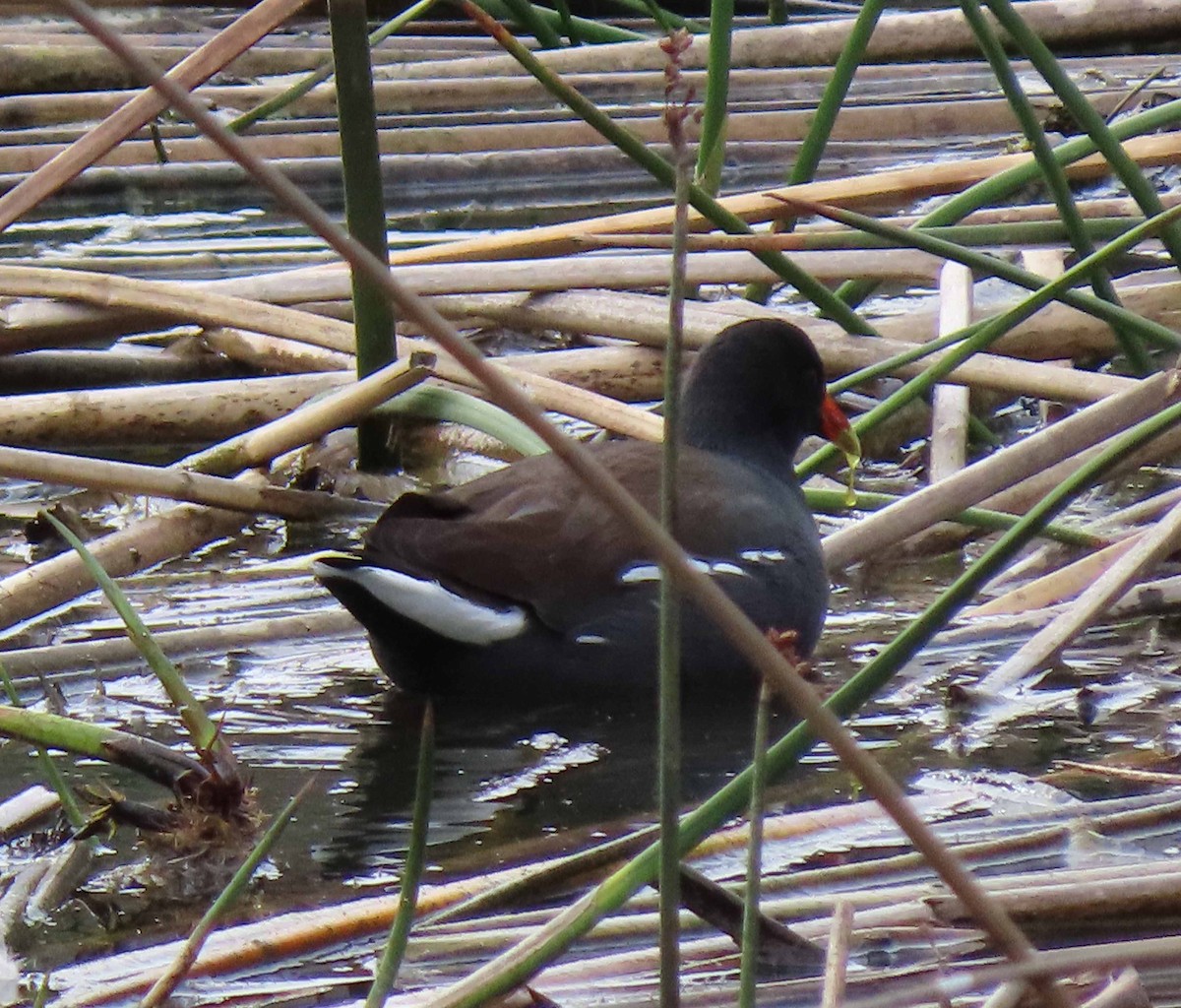 Common Gallinule - ML407383331