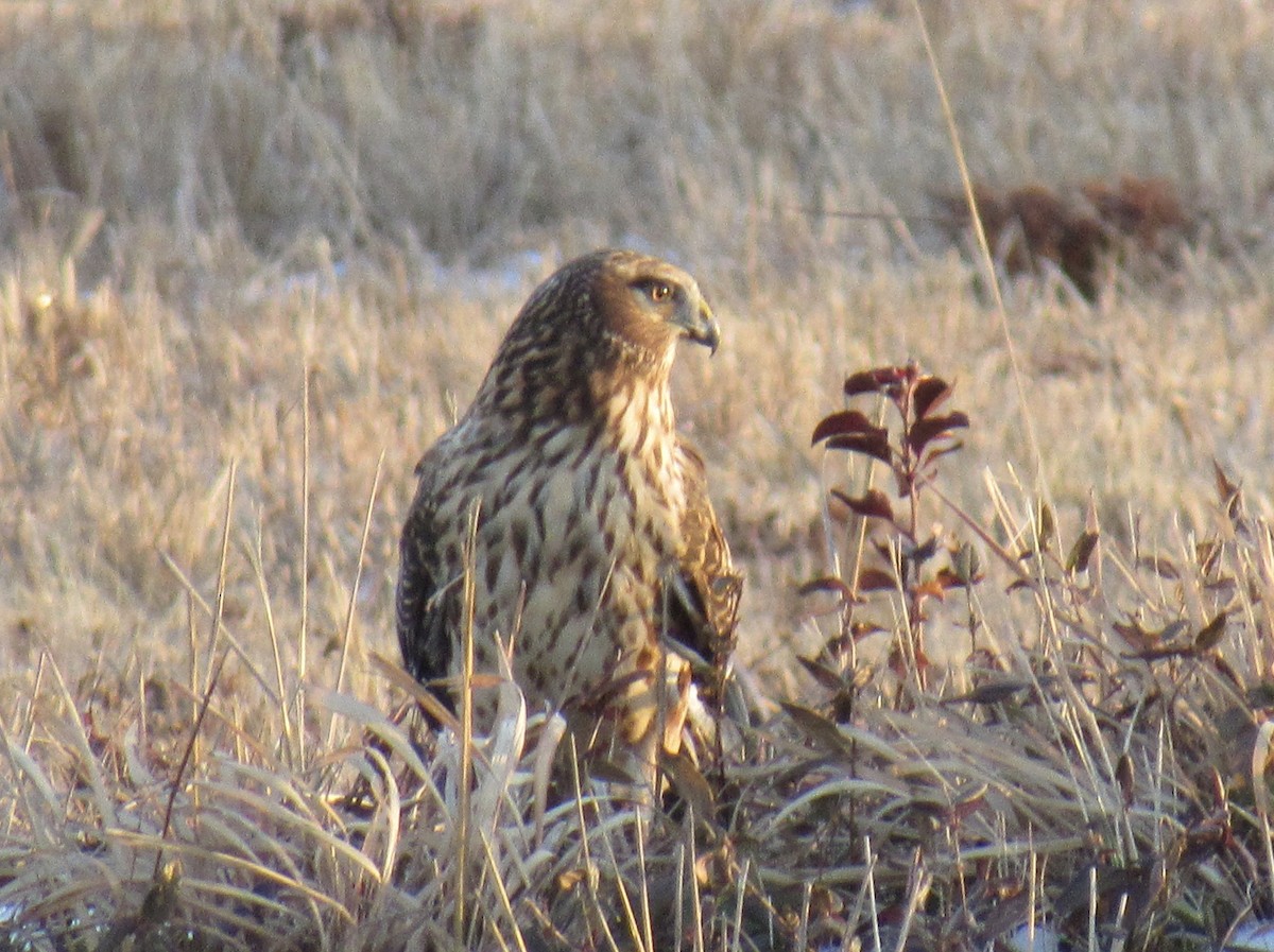 Northern Harrier - karen pinckard