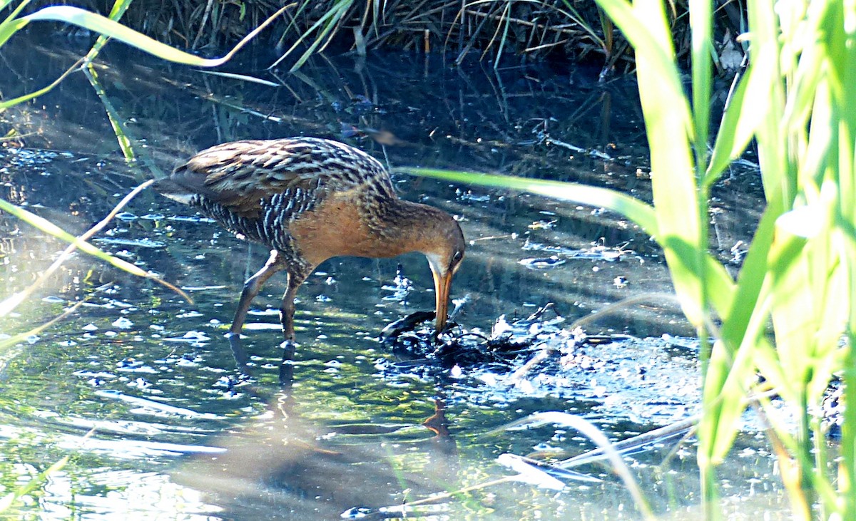 King Rail - Charles Duncan