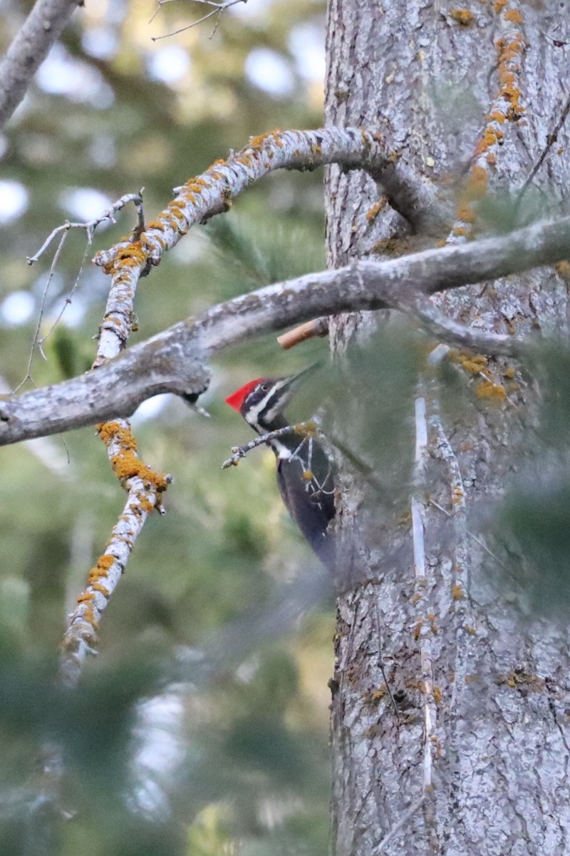 Pileated Woodpecker - William Rockey