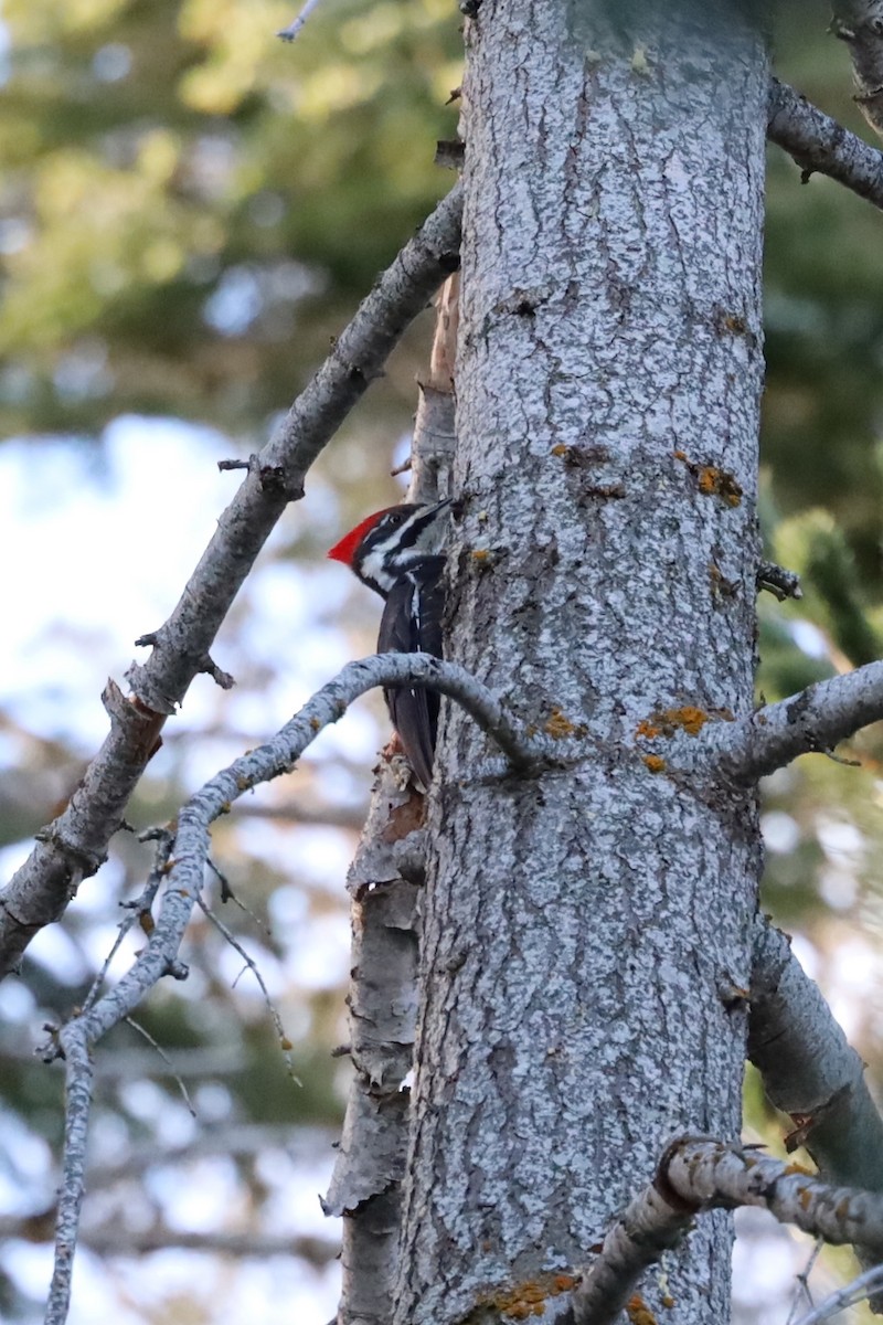 Pileated Woodpecker - William Rockey