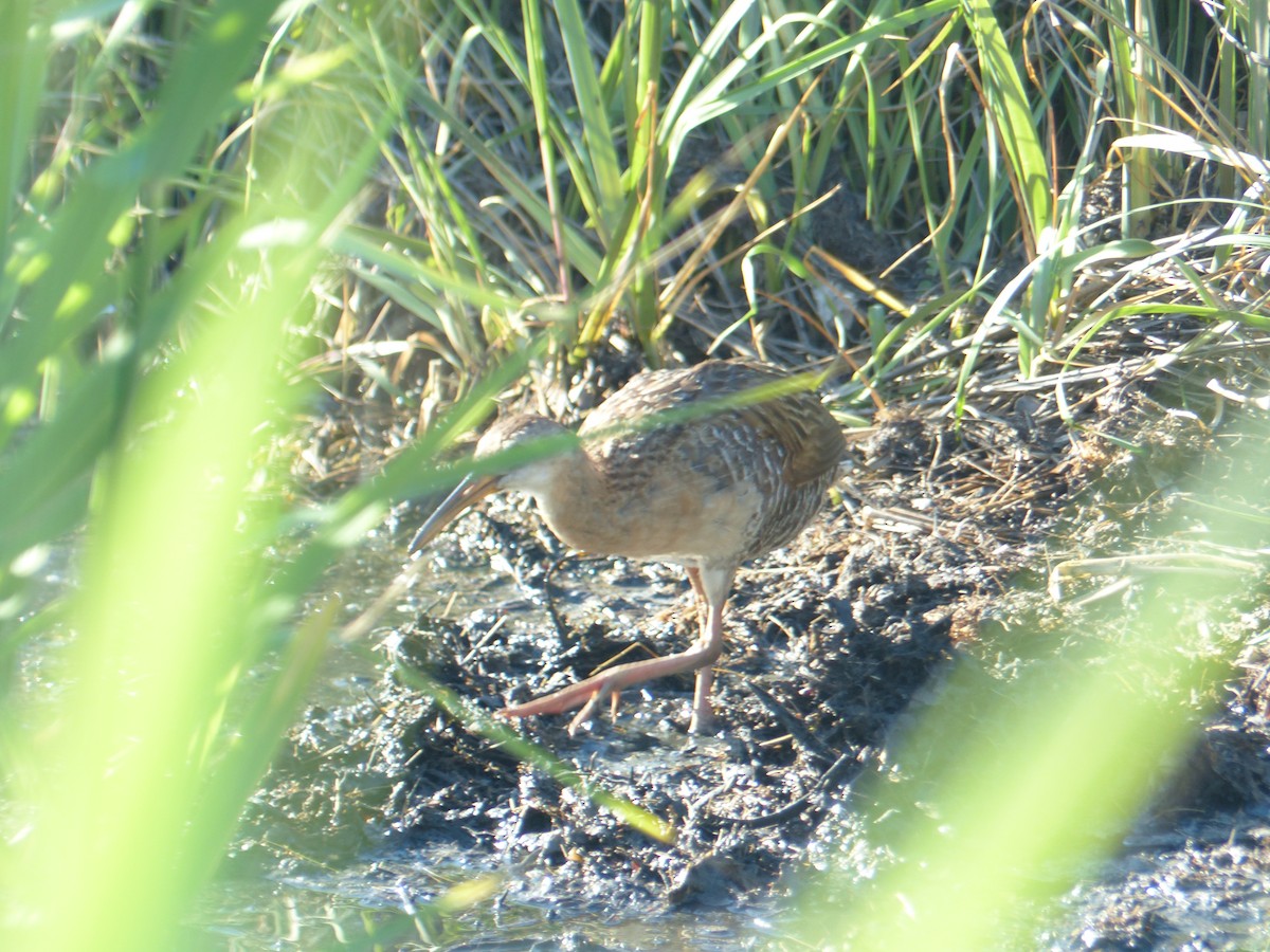 King Rail - ML407385891