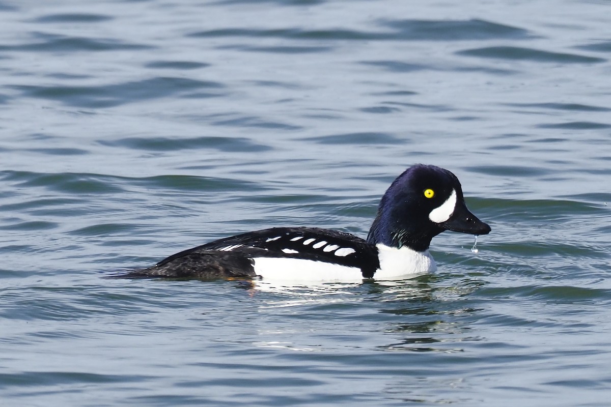 Barrow's Goldeneye - Donna Pomeroy