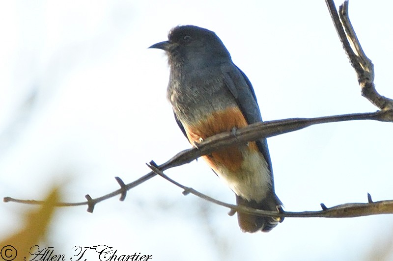 Swallow-winged Puffbird - Allen Chartier