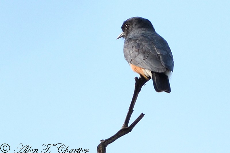 Swallow-winged Puffbird - Allen Chartier