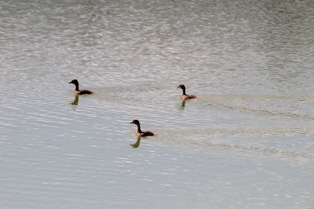 Least Grebe - ML407386851