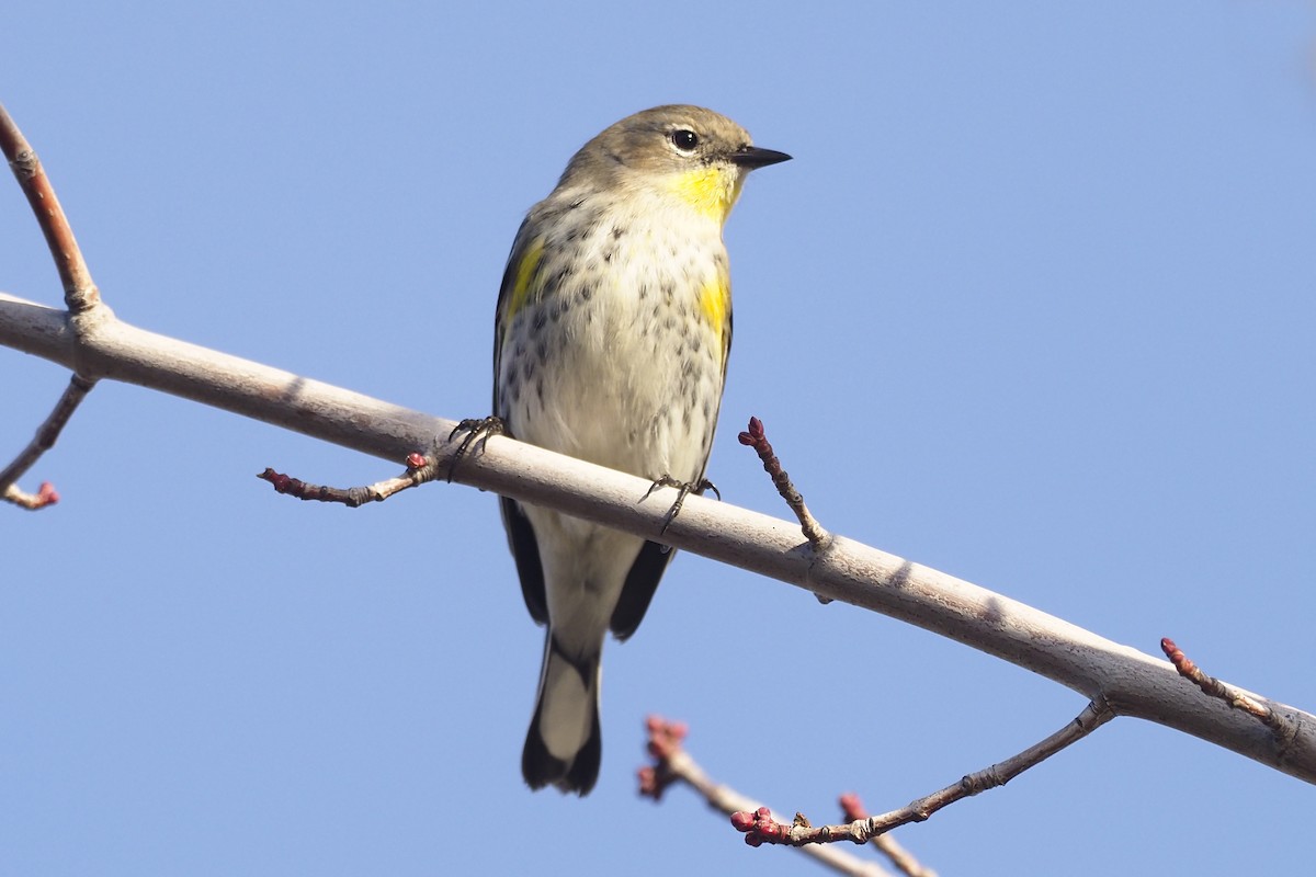 Yellow-rumped Warbler - ML407388481