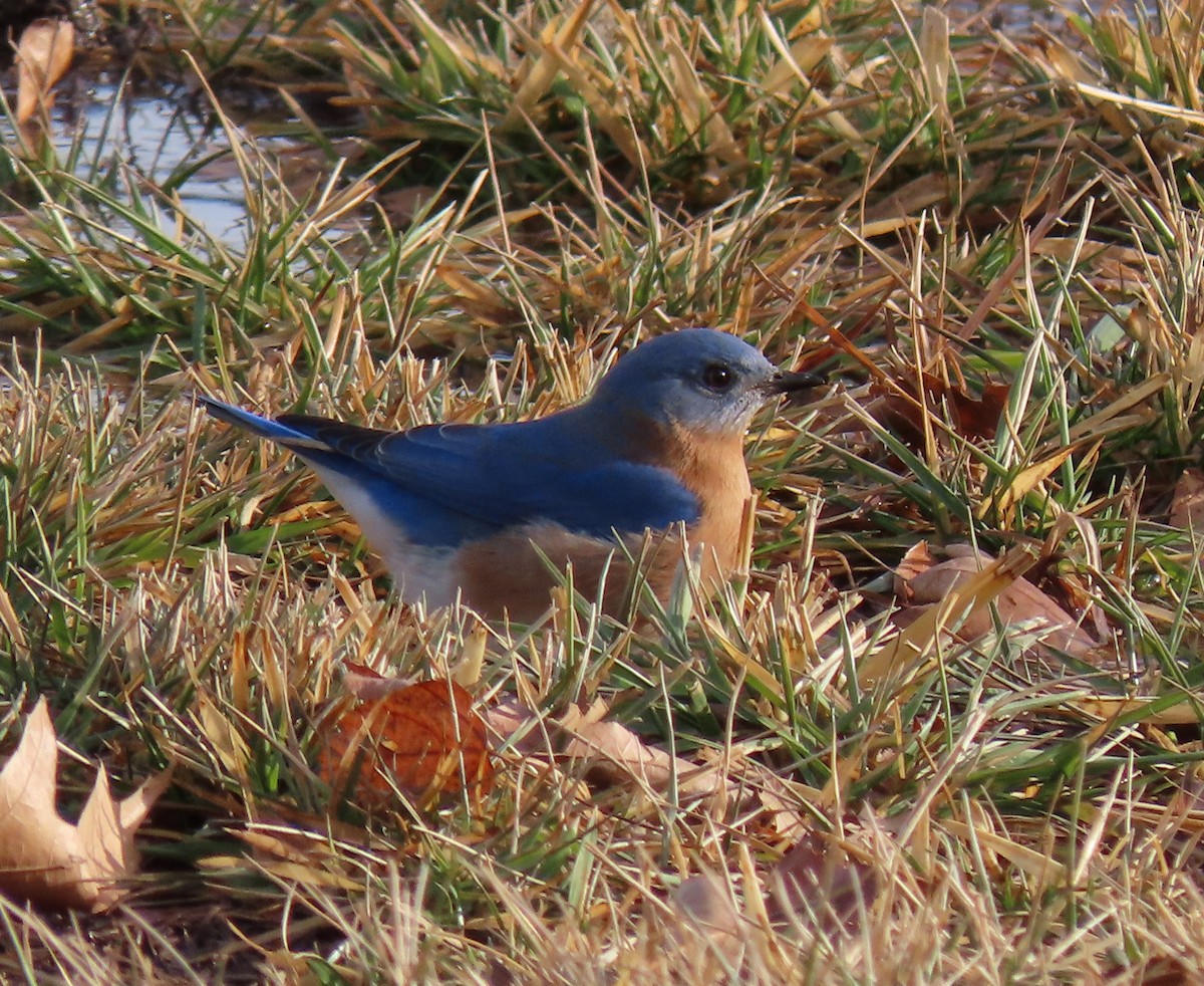 Eastern Bluebird - ML407388971