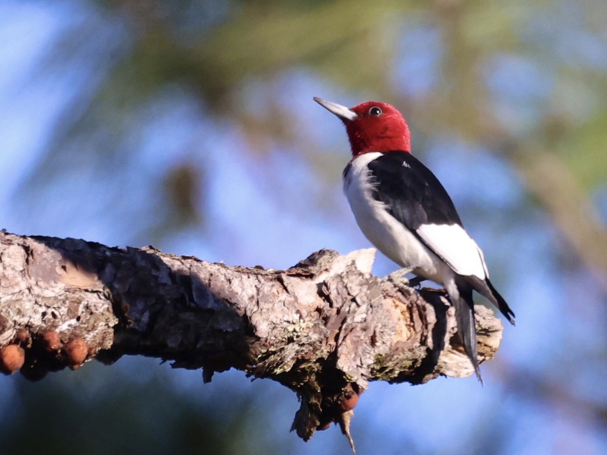 Red-headed Woodpecker - Stella M