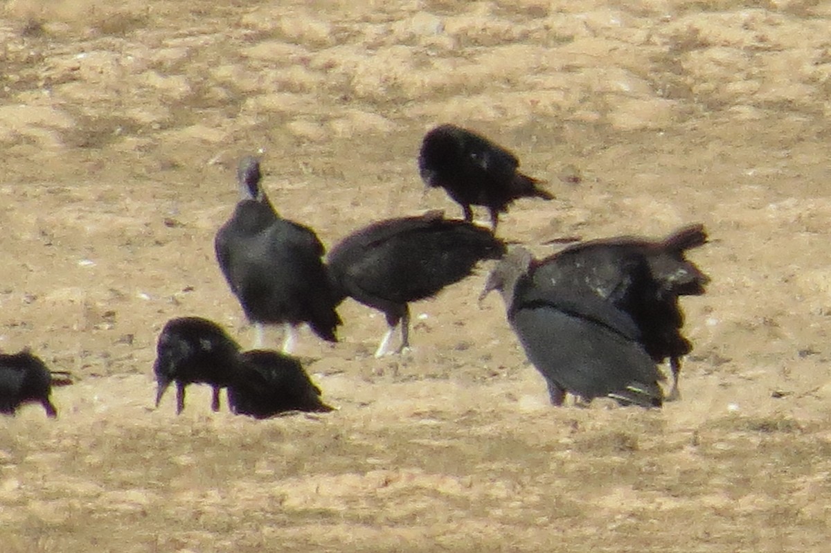 Black Vulture - Rick Shaw