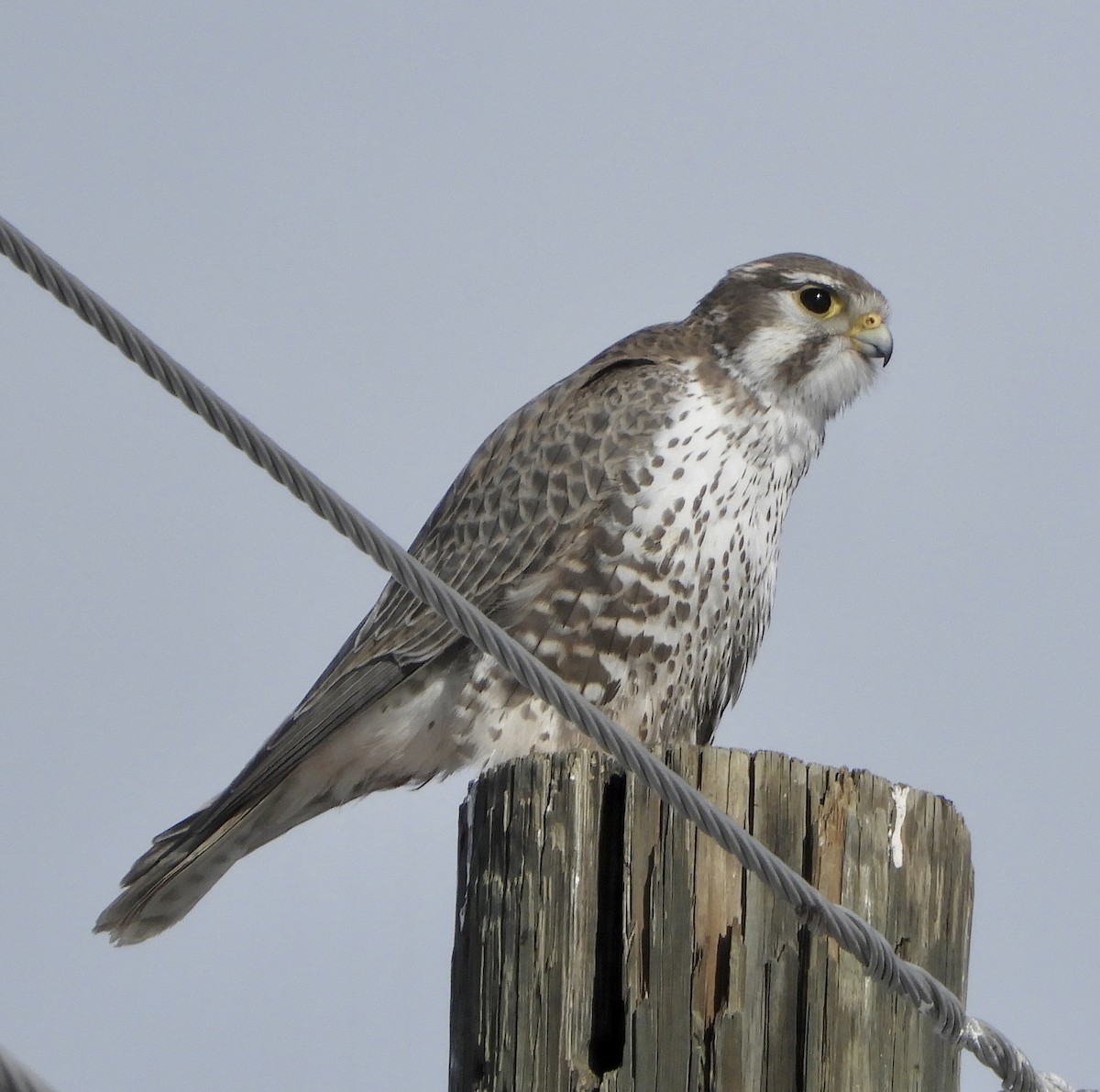 Prairie Falcon - Sue Plankis
