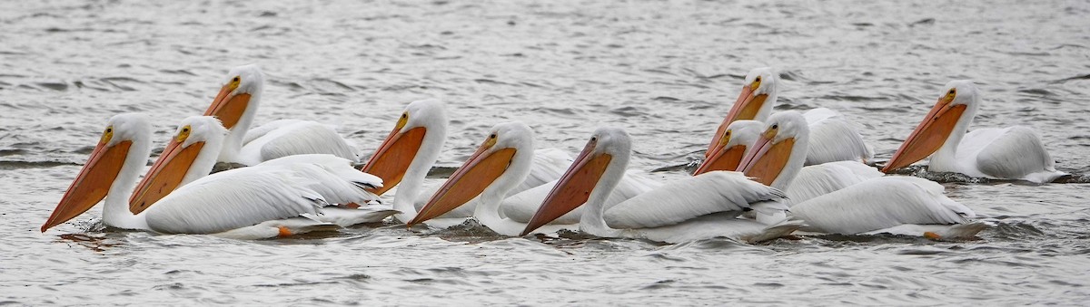 American White Pelican - ML407391351