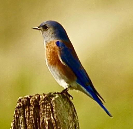 Western Bluebird - ML40739151