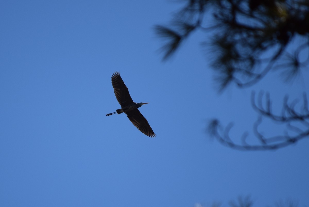 Great Blue Heron - ML407393451