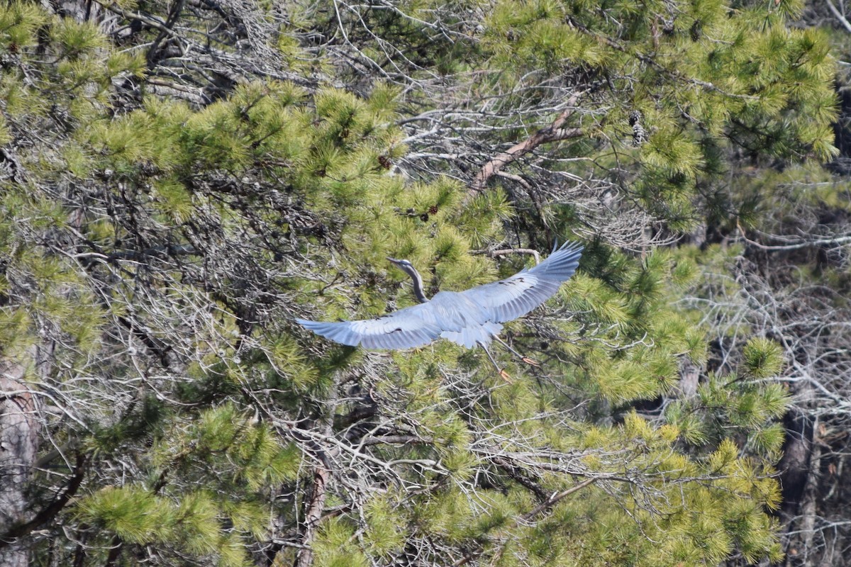 Great Blue Heron - ML407393461