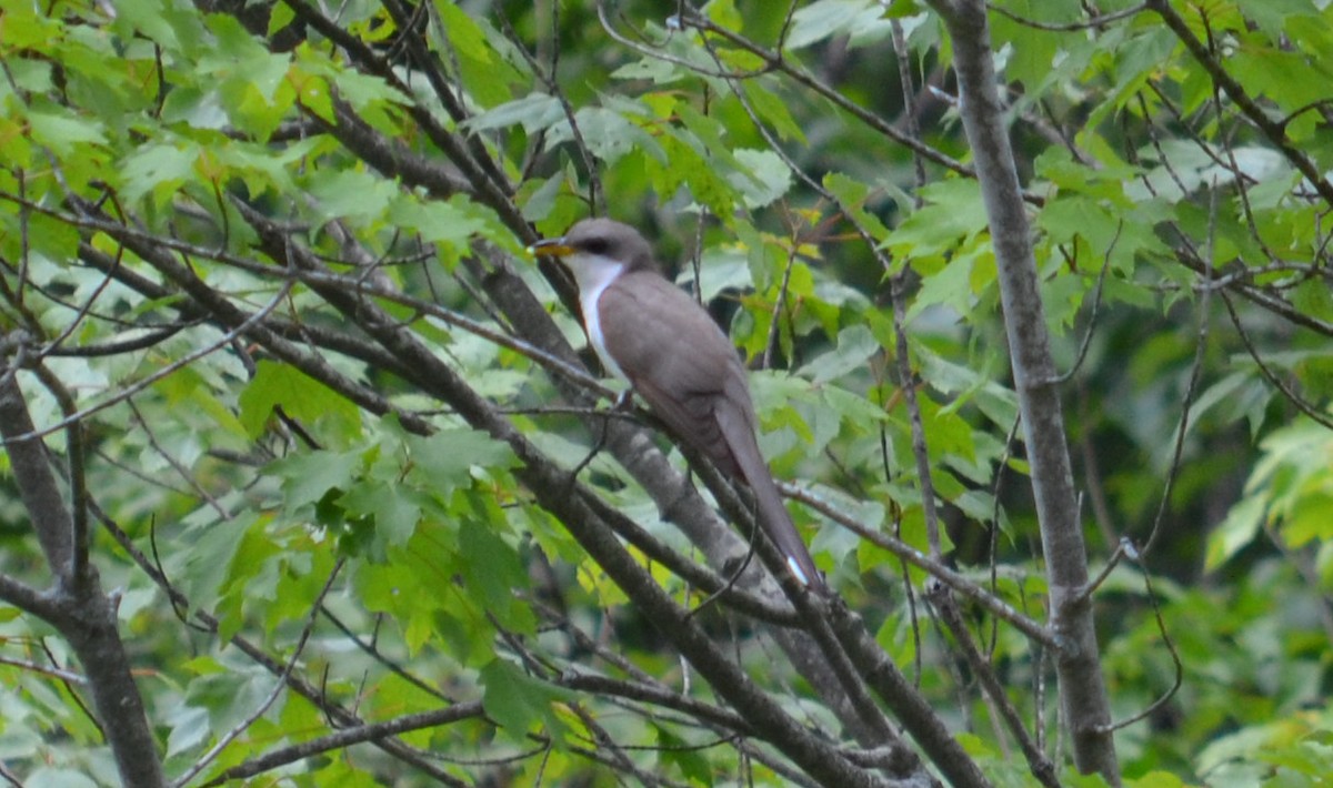 Yellow-billed Cuckoo - ML40739371