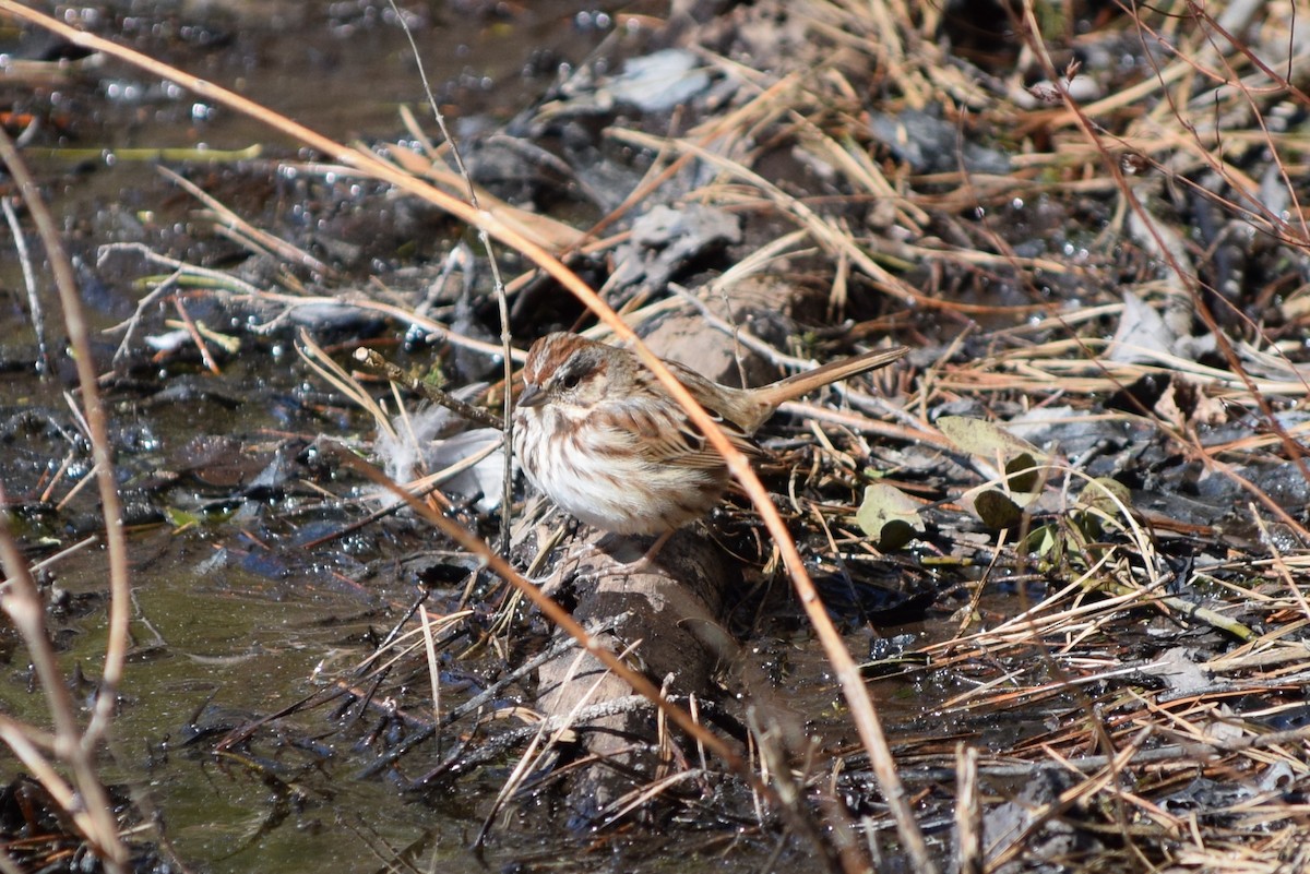 Song Sparrow - ML407394331