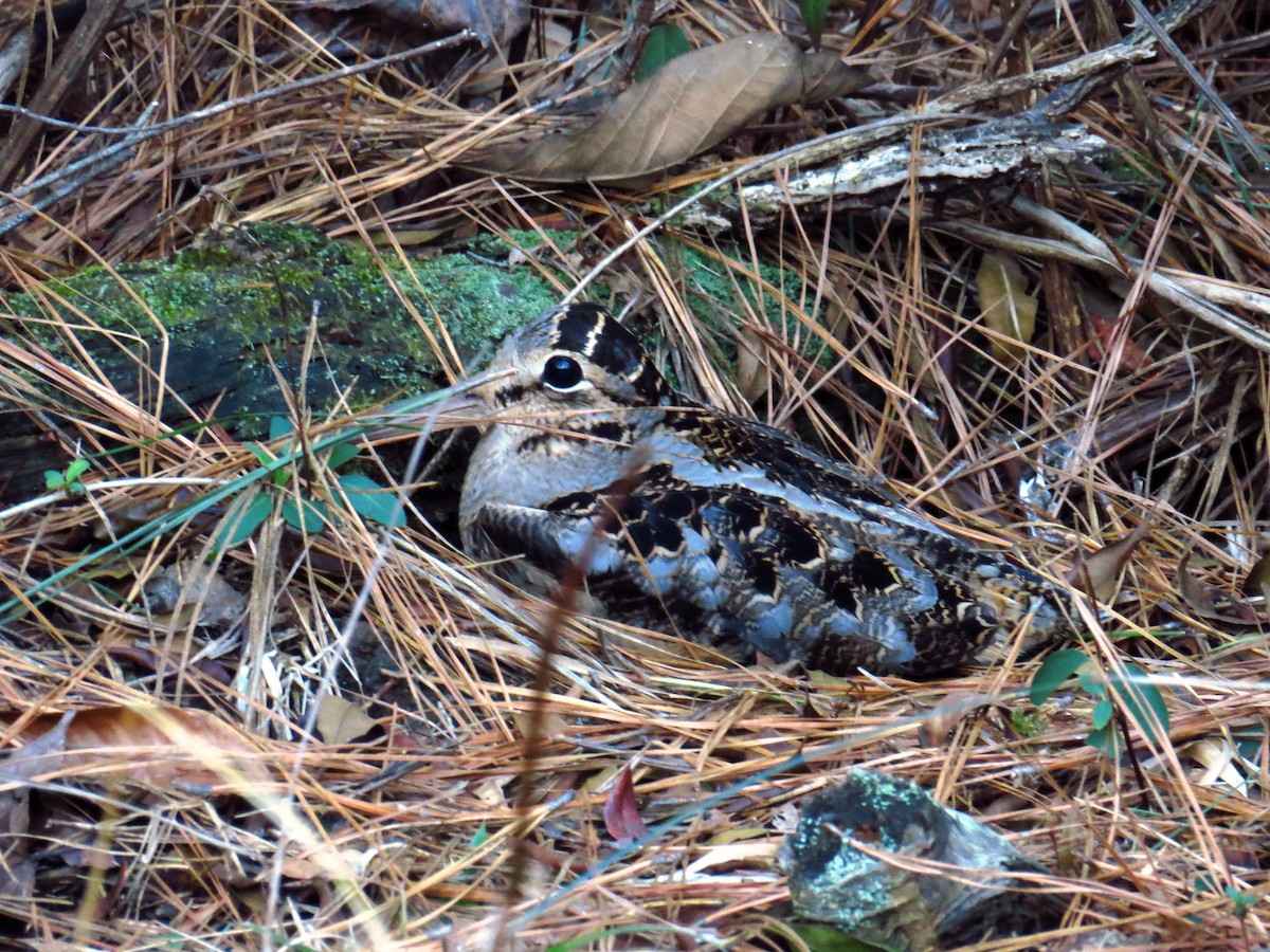 American Woodcock - ML407398491