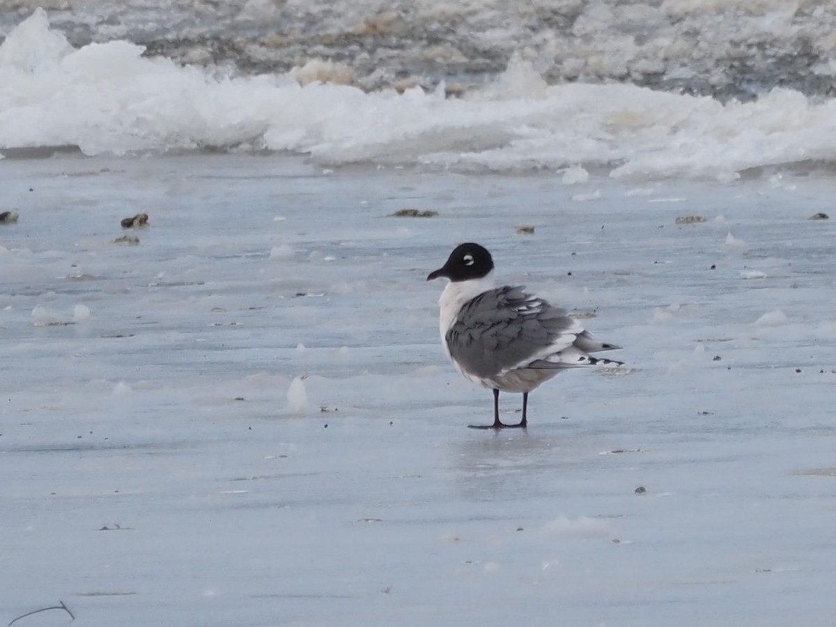 Franklin's Gull - Kirk LaGory