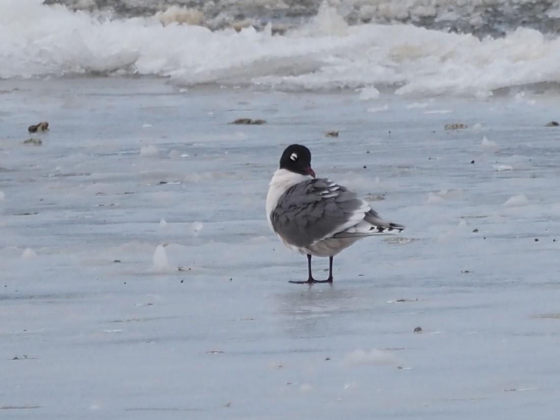 Franklin's Gull - Kirk LaGory