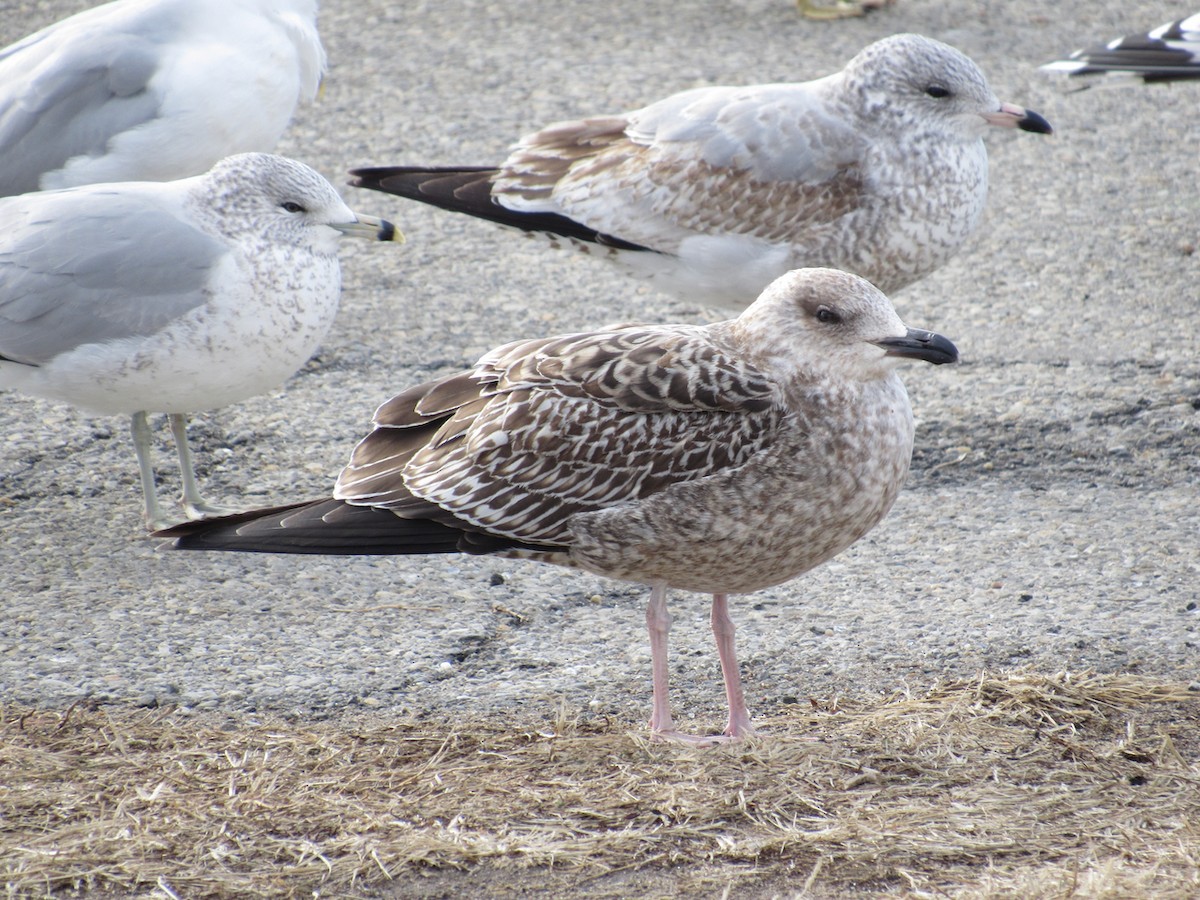 Lesser Black-backed Gull - ML407399781