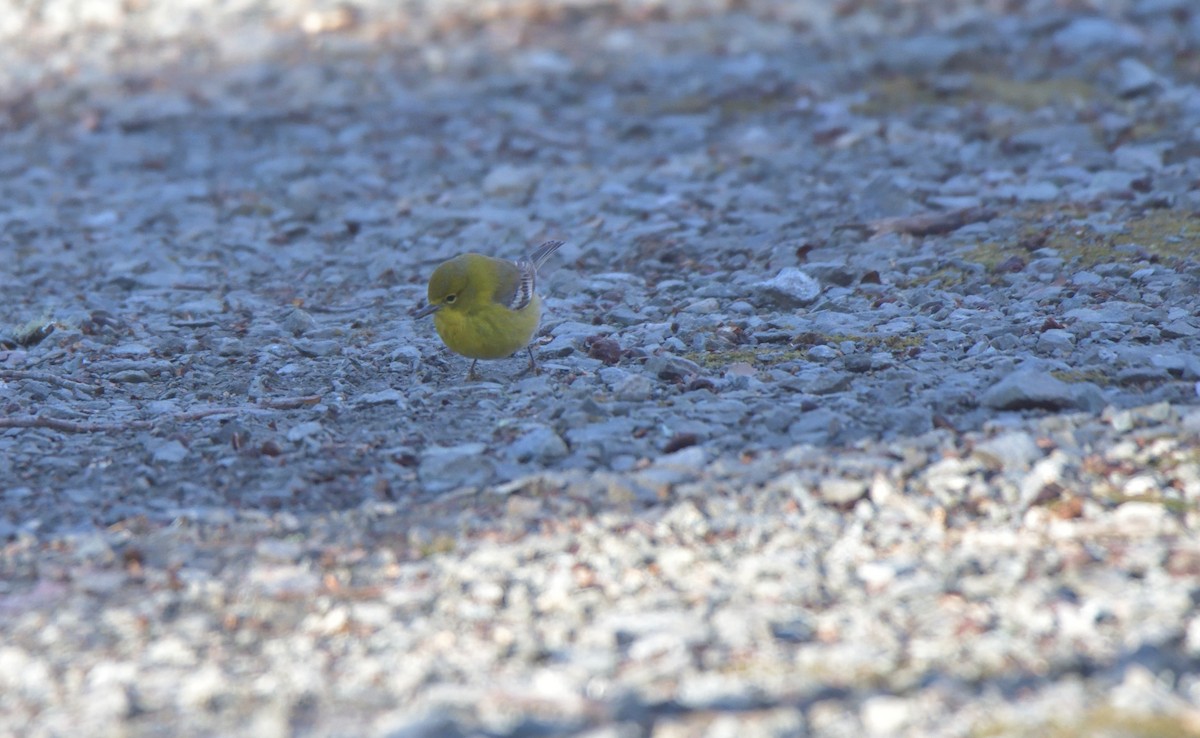 Pine Warbler - ML407400931