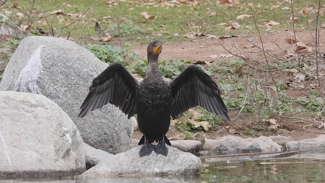 Double-crested Cormorant - ML407401231