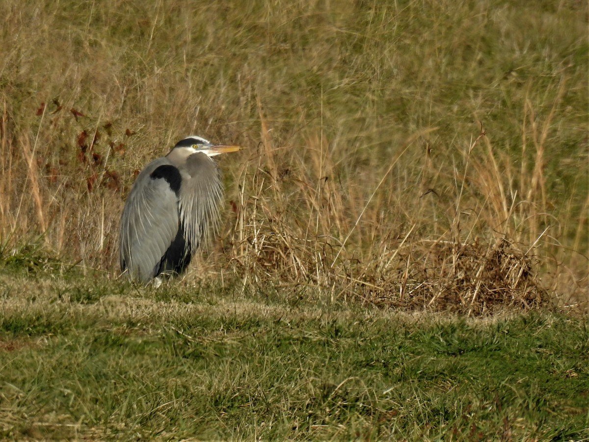 Great Blue Heron - ML407401471