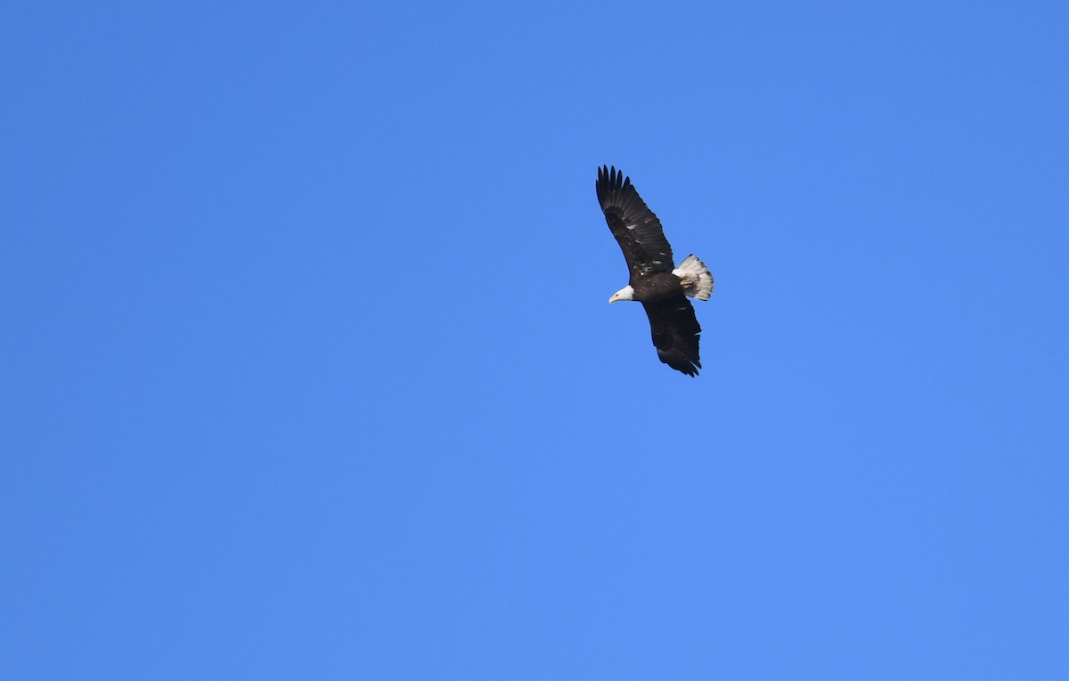 Bald Eagle - ML407402041