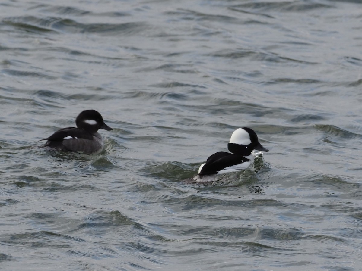 Bufflehead - ML407403931