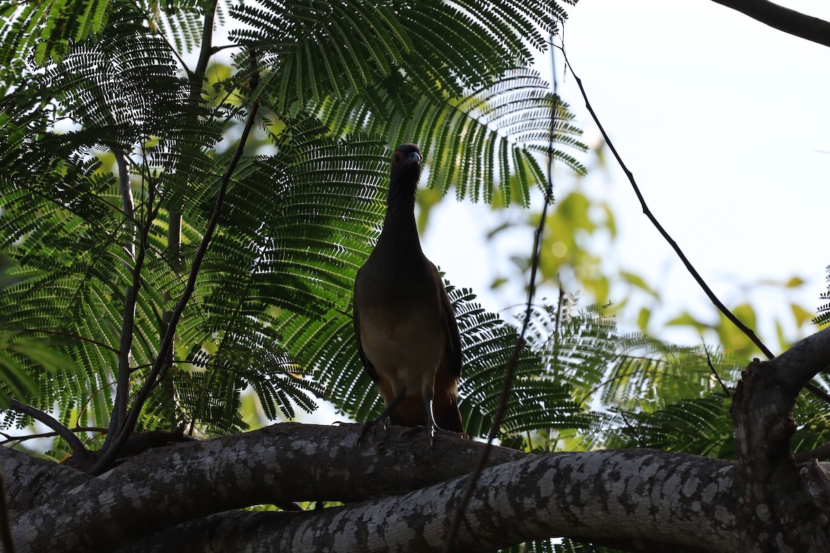 West Mexican Chachalaca - ML407405011