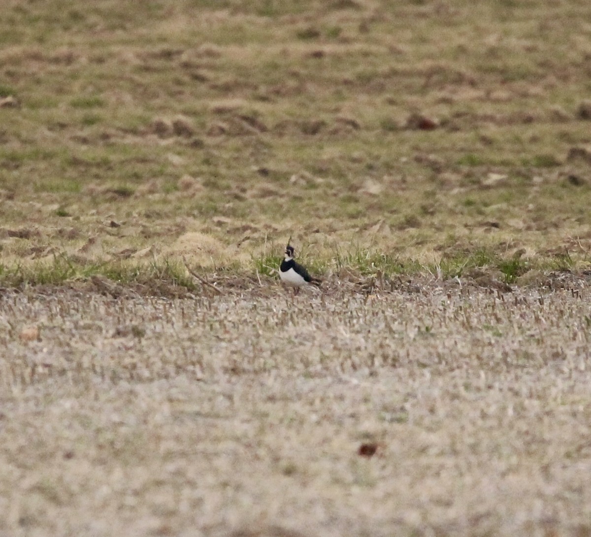 Northern Lapwing - judith cossaboon