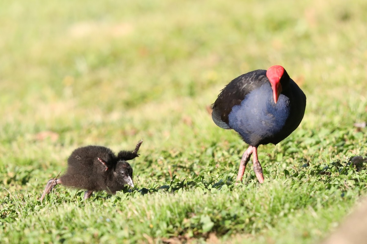 Australasian Swamphen - ML407406871