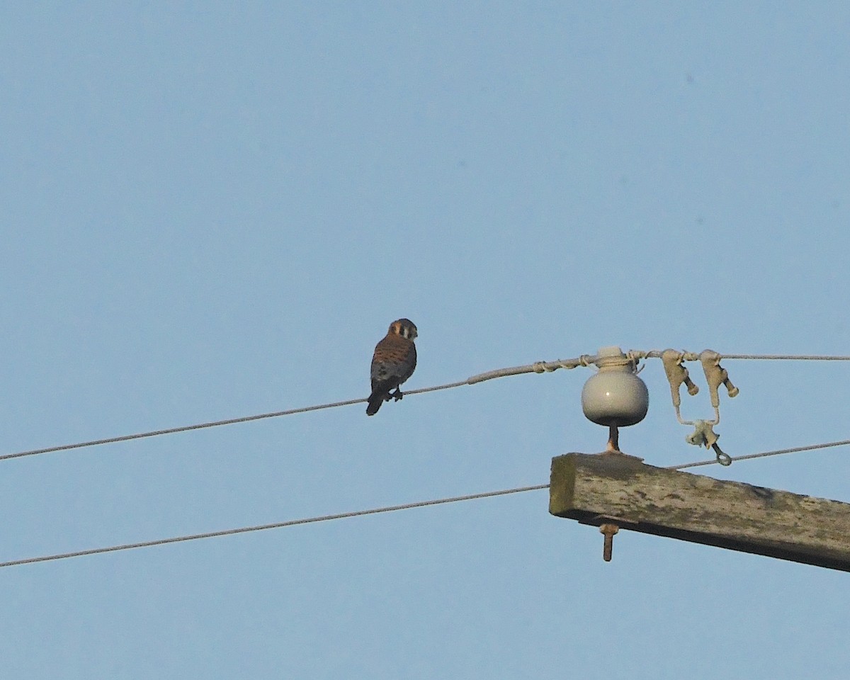 American Kestrel - ML407408371