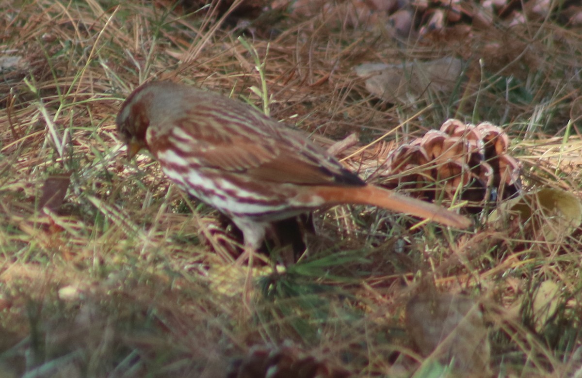 Fox Sparrow - Terry Lang