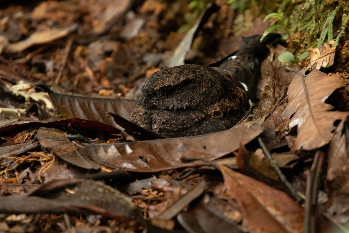 Choco Poorwill - ML407409891