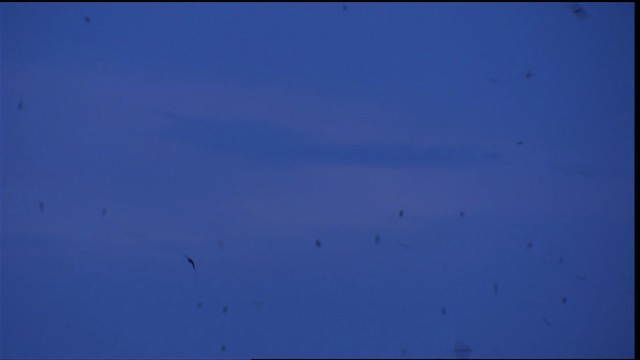 skorsteinsseiler - ML407410