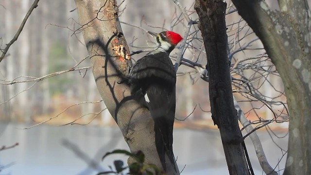 Pileated Woodpecker - ML407410761