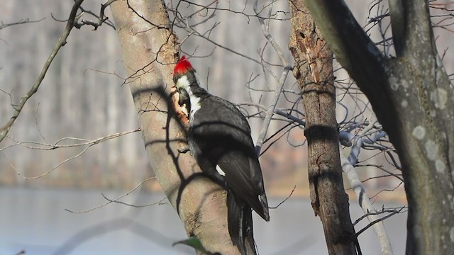 Pileated Woodpecker - ML407410961